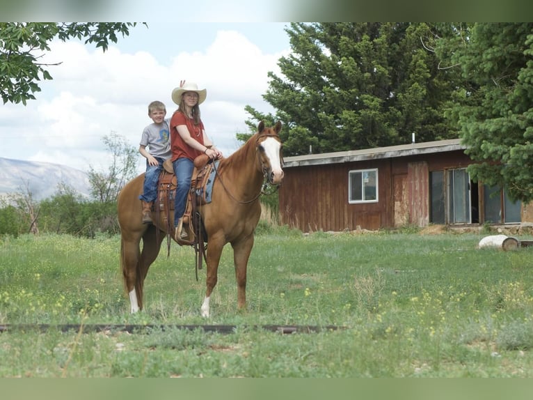 Paint Horse Gelding 7 years 15 hh Red Dun in Cody, WY