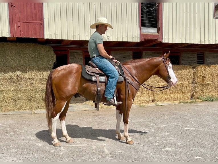 Paint Horse Gelding 7 years 15,2 hh Sorrel in Lebanon