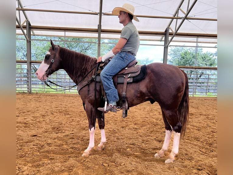 Paint Horse Gelding 7 years 15,2 hh in Lebanon