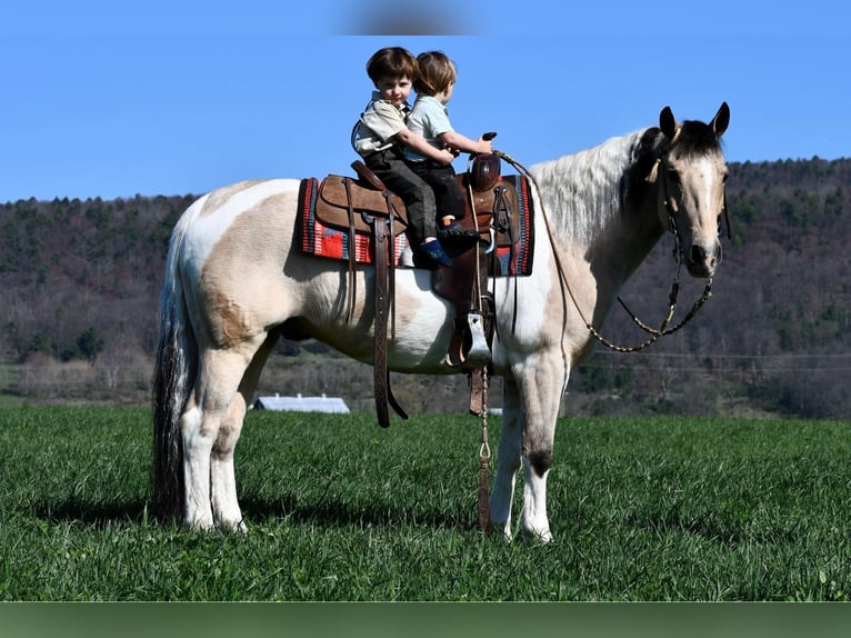 Paint Horse Mix Gelding 8 years 14,1 hh Pinto in Rebersburg