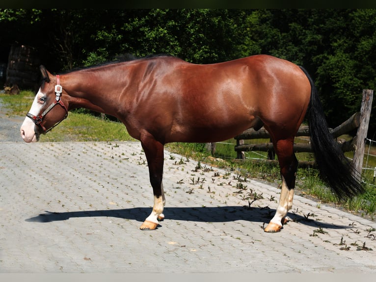 Paint Horse Gelding 8 years 14,2 hh Brown in Windeck