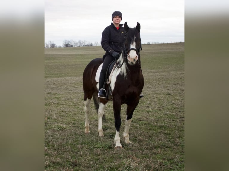 Paint Horse Mix Gelding 8 years 14,2 hh in Millersburg, OH