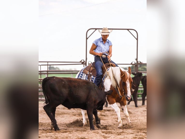 Paint Horse Gelding 8 years 14,3 hh Chestnut in Lake Lillian MN