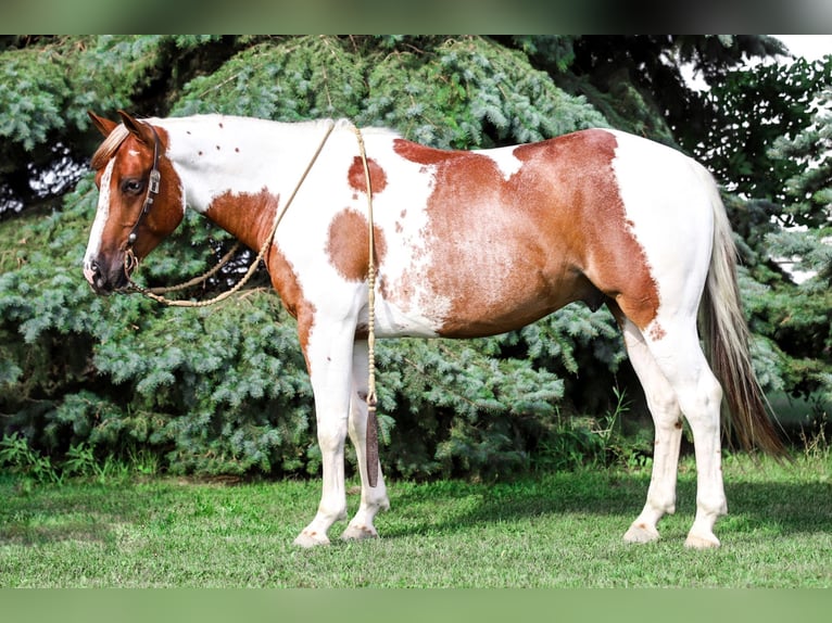 Paint Horse Gelding 8 years 14,3 hh Chestnut in Lake Lillian MN