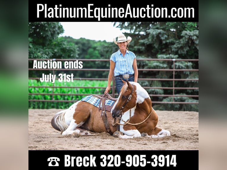 Paint Horse Gelding 8 years 14,3 hh Chestnut in Lake Lillian MN