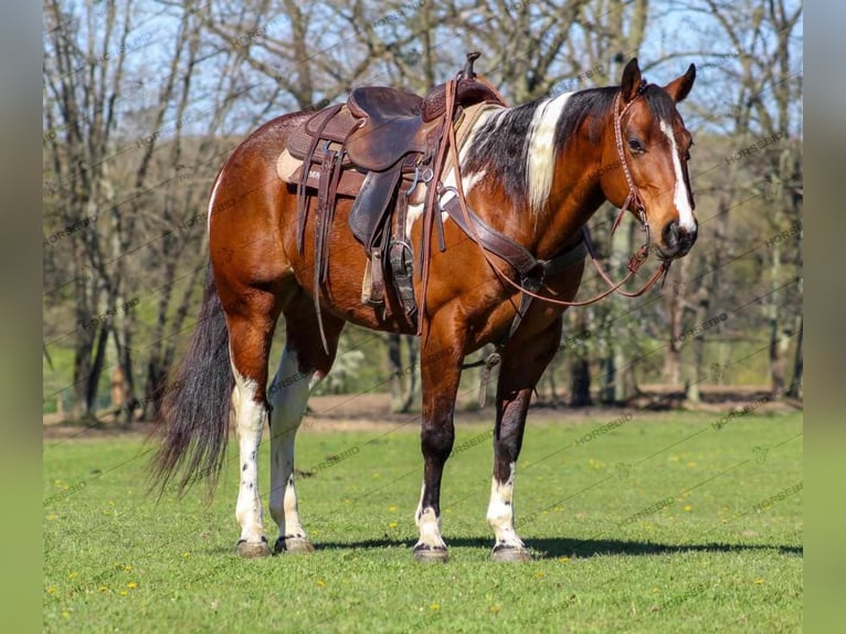 Paint Horse Gelding 8 years 14,3 hh Pinto in Shippenville