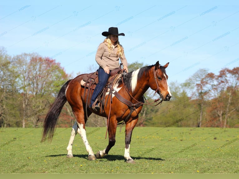 Paint Horse Gelding 8 years 14,3 hh Pinto in Shippenville