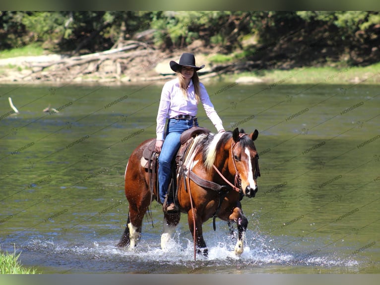 Paint Horse Gelding 8 years 14,3 hh Pinto in Shippenville