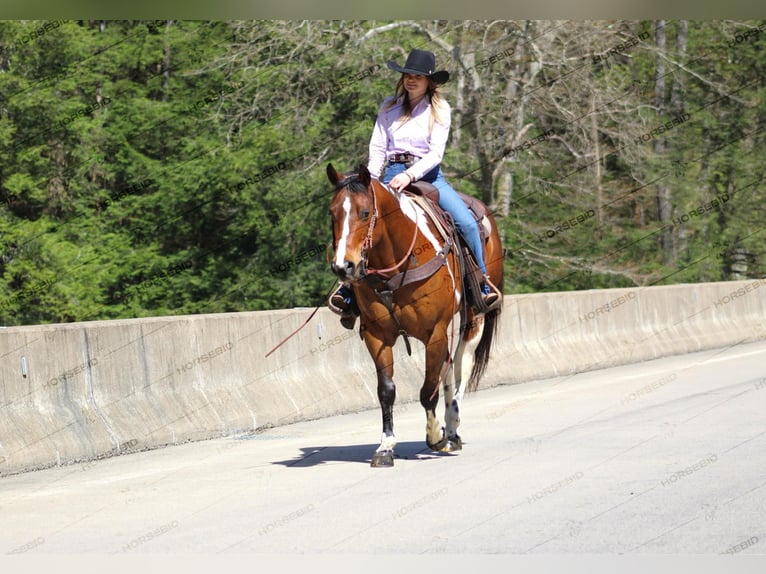 Paint Horse Gelding 8 years 14,3 hh Pinto in Shippenville