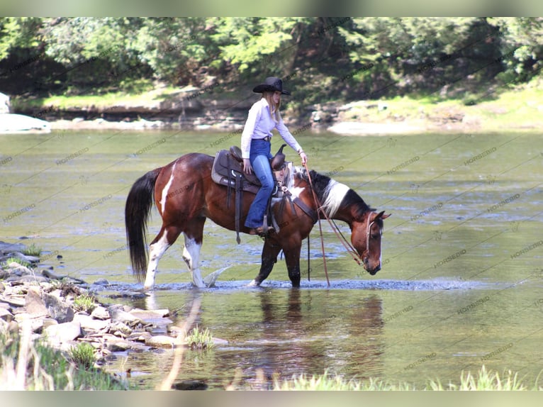 Paint Horse Gelding 8 years 14,3 hh Pinto in Shippenville