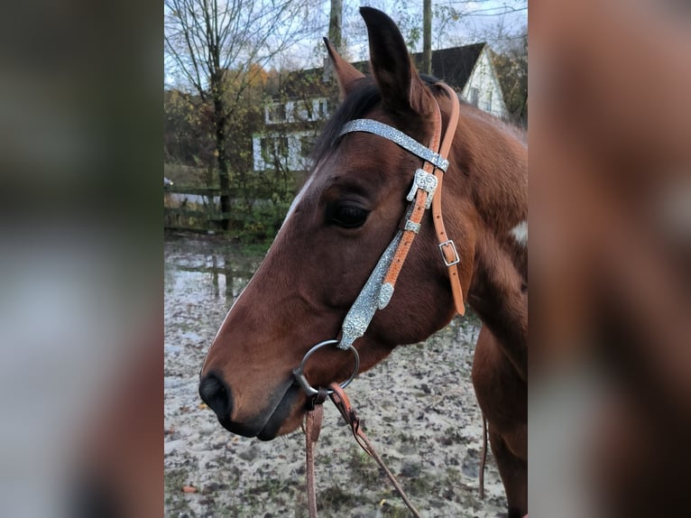 Paint Horse Gelding 8 years 14,3 hh Tobiano-all-colors in Reichshof