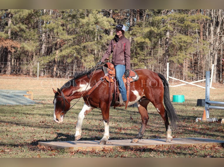 Paint Horse Gelding 8 years 14,3 hh in Clover, SC