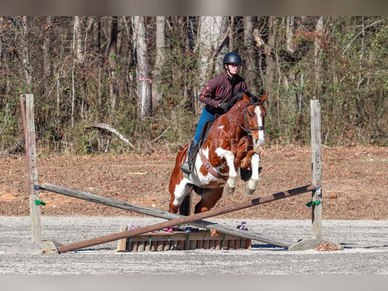 Paint Horse Gelding 8 years 14,3 hh in Clover, SC