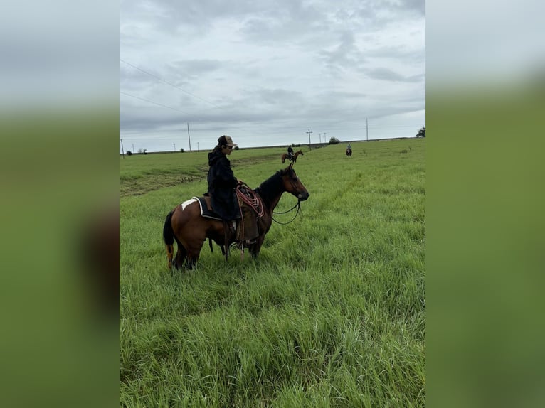 Paint Horse Gelding 8 years 14 hh Pinto in Killeen