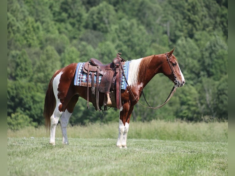 Paint Horse Gelding 8 years 14,3 hh Tobiano-all-colors in Brodhead KY