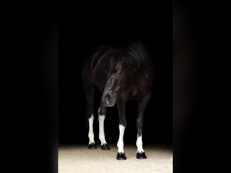 Paint Horse Gelding 8 years 15,1 hh Black in Huntsville