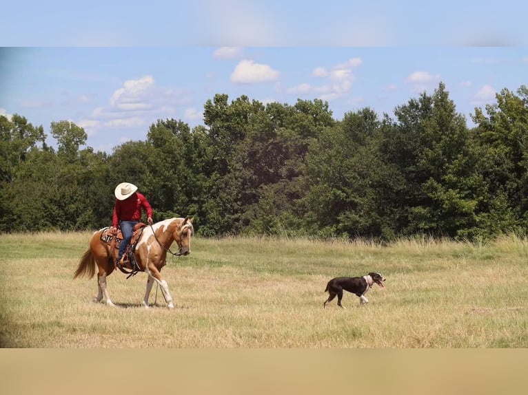 Paint Horse Gelding 8 years 15,1 hh Pinto in Grand Saline