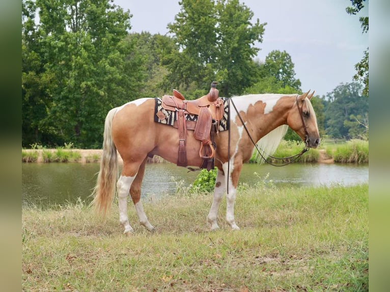 Paint Horse Gelding 8 years 15,1 hh Pinto in Grand Saline