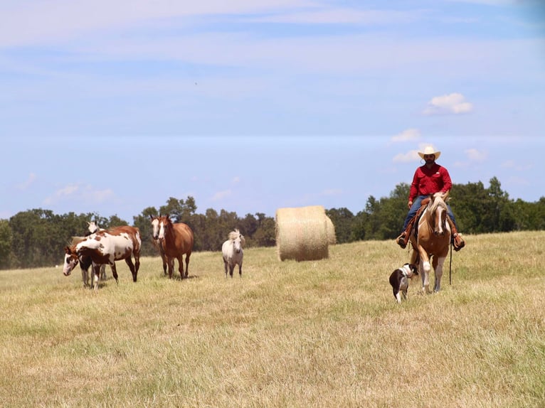 Paint Horse Gelding 8 years 15,1 hh Pinto in Grand Saline