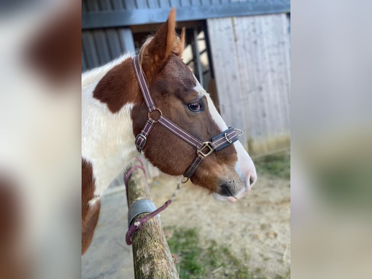 Paint Horse Gelding 8 years 15,1 hh Tobiano-all-colors in Seckach