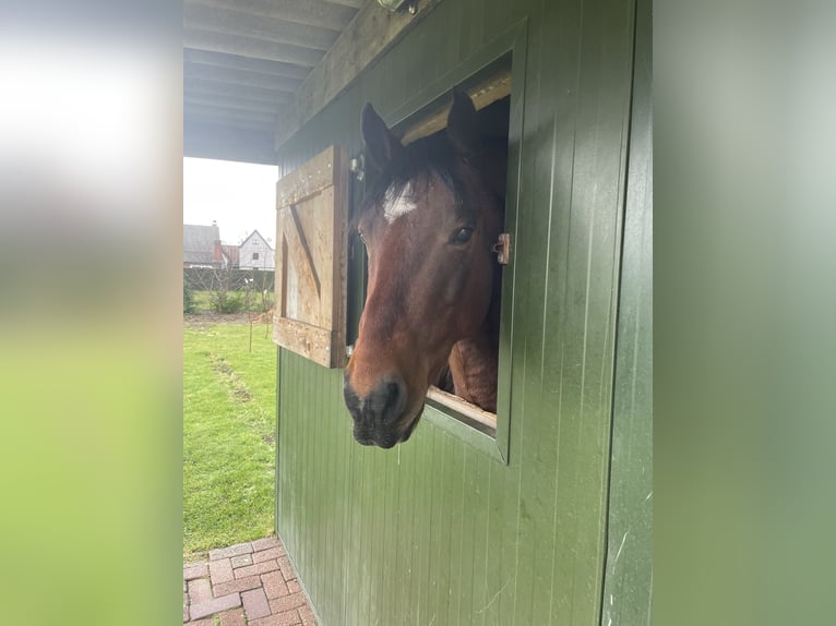 Paint Horse Gelding 8 years 15,2 hh Brown in Molenbeersel