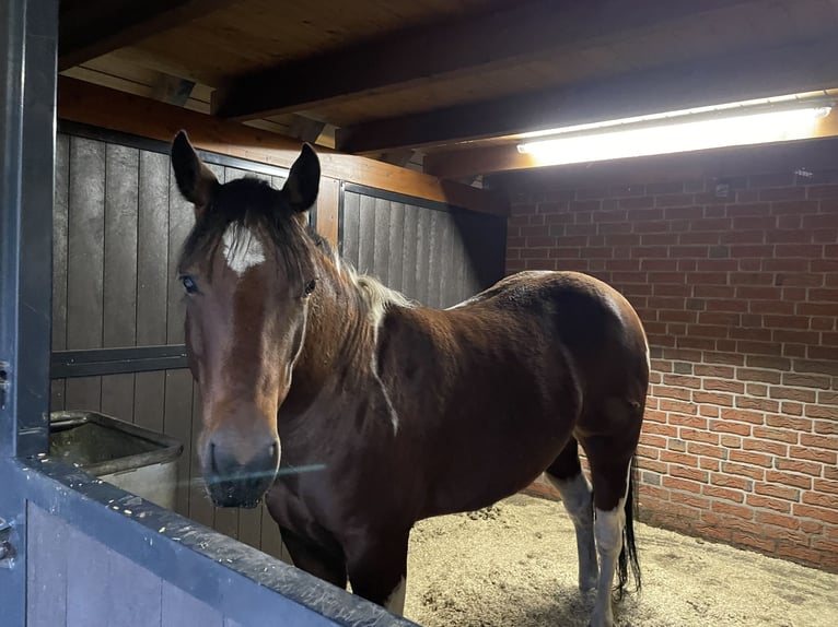 Paint Horse Gelding 8 years 15,2 hh Brown in Molenbeersel