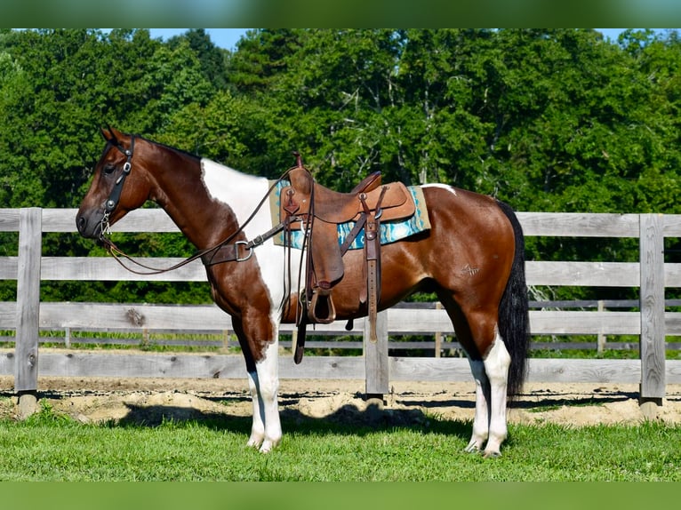 Paint Horse Gelding 8 years 15,2 hh in Crab Orchard, KY