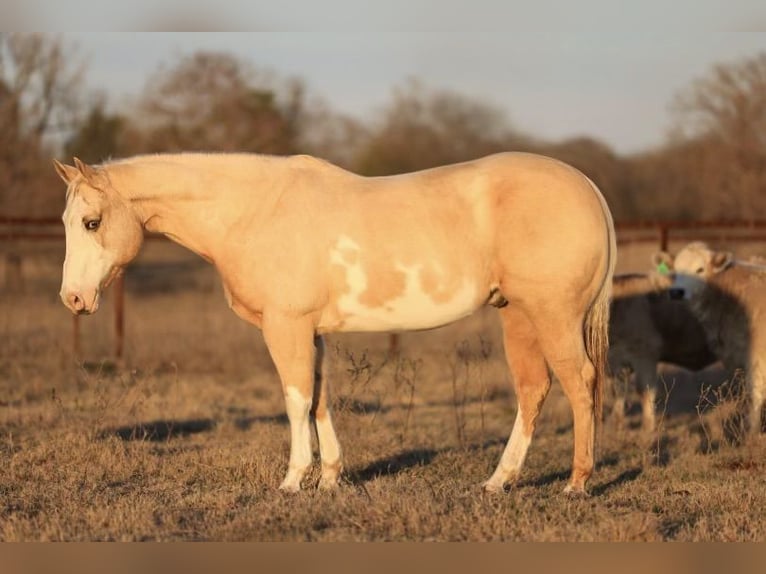 Paint Horse Gelding 8 years 15 hh Palomino in Camp Verde, AZ