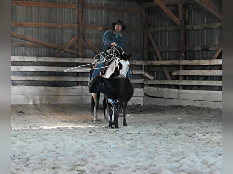 Paint Horse Gelding 8 years 15 hh Pinto in Chadron