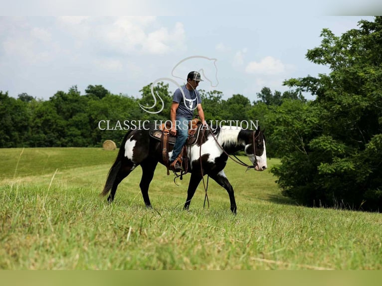 Paint Horse Gelding 8 years 15 hh Tovero-all-colors in Columbia