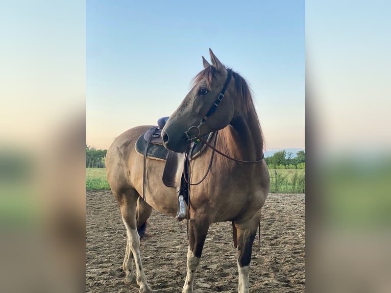 Paint Horse Gelding 8 years 15,1 hh Dun in Tesedikovo
