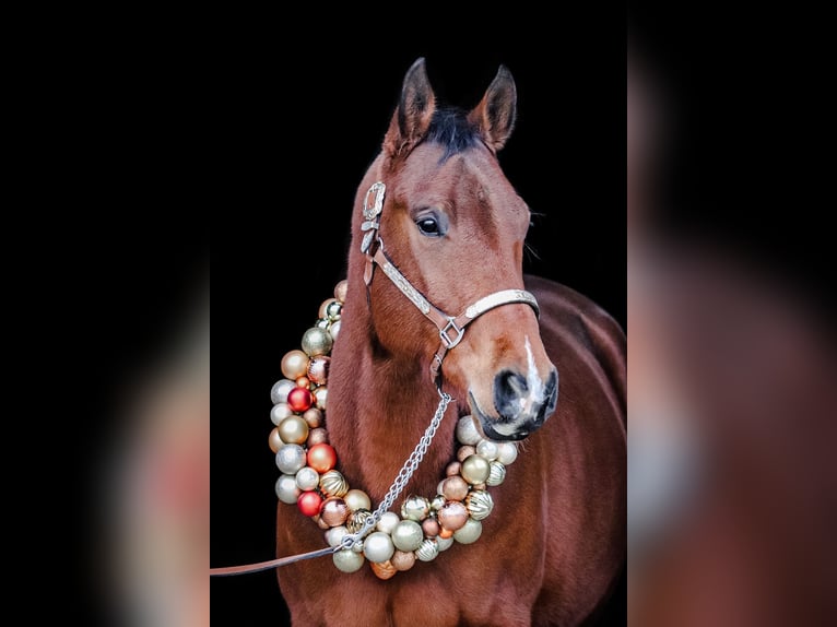 Paint Horse Gelding 8 years 16,1 hh Brown in Salzkotten