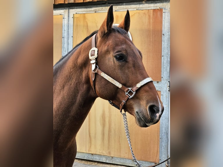 Paint Horse Gelding 8 years 16,1 hh Brown in Salzkotten