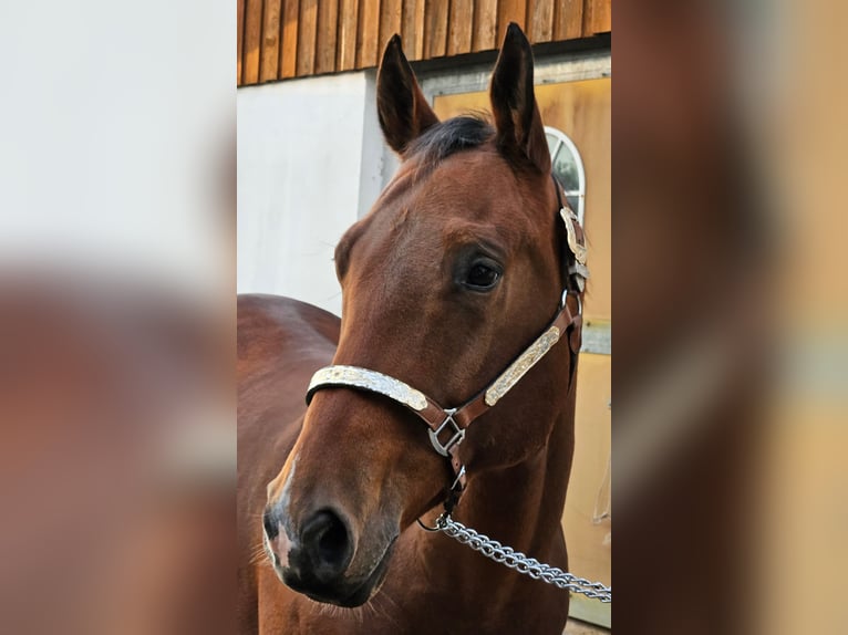 Paint Horse Gelding 8 years 16,1 hh Brown in Salzkotten