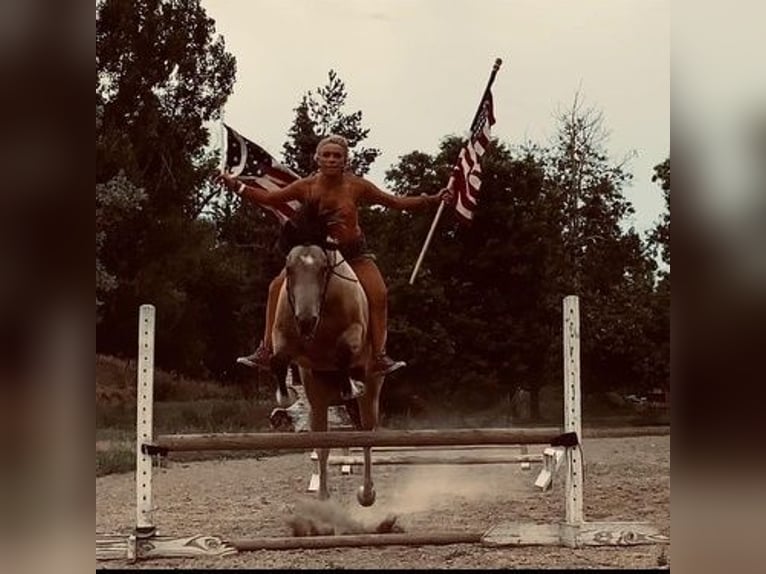 Paint Horse Gelding 8 years 16 hh Buckskin in Fort Collins, CO