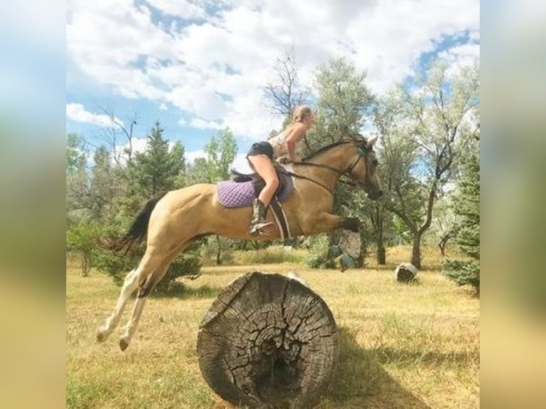 Paint Horse Gelding 8 years 16 hh Buckskin in Fort Collins, CO