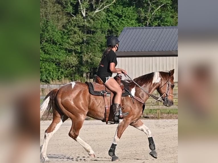 Paint Horse Gelding 8 years 16 hh Roan-Red in Centreville