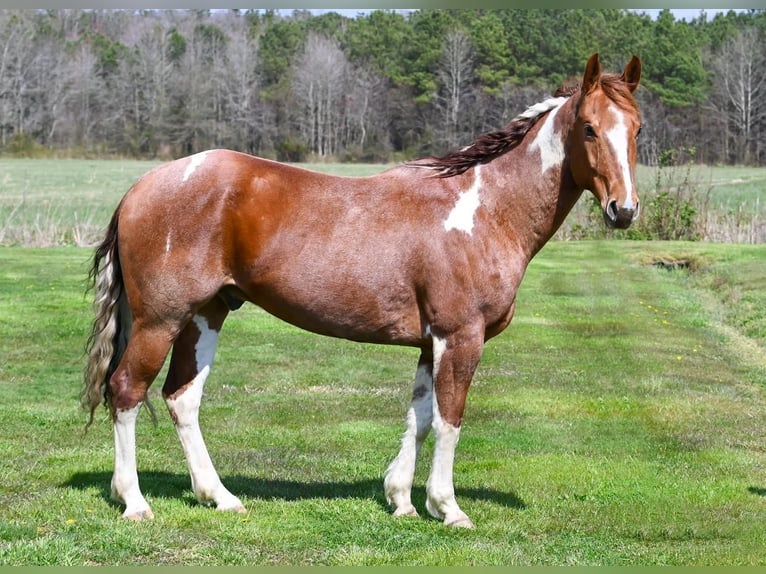 Paint Horse Gelding 8 years 16 hh Roan-Red in Centreville