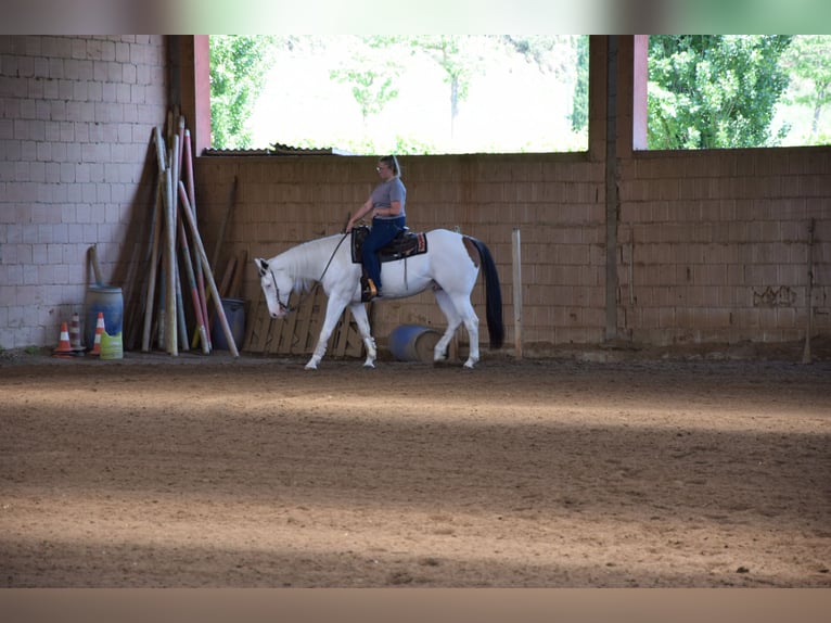 Paint Horse Gelding 8 years 16 hh Tovero-all-colors in Bagnolo