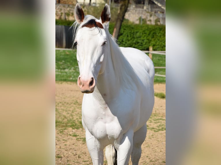 Paint Horse Gelding 8 years 16 hh Tovero-all-colors in Bagnolo