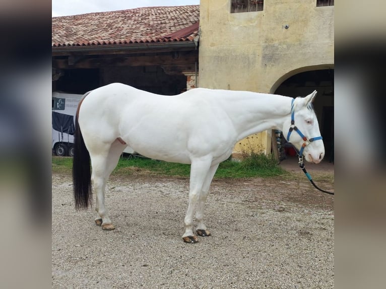Paint Horse Gelding 8 years 16 hh Tovero-all-colors in Bagnolo