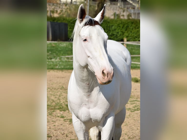 Paint Horse Gelding 8 years 16 hh Tovero-all-colors in Bagnolo