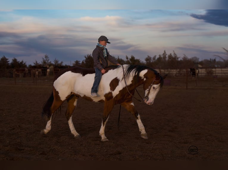 Paint Horse Gelding 8 years Bay in Canyon, TX