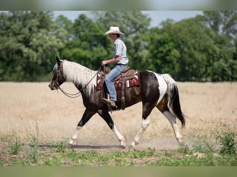 Paint Horse Gelding 8 years Pinto in Boyceville, WI