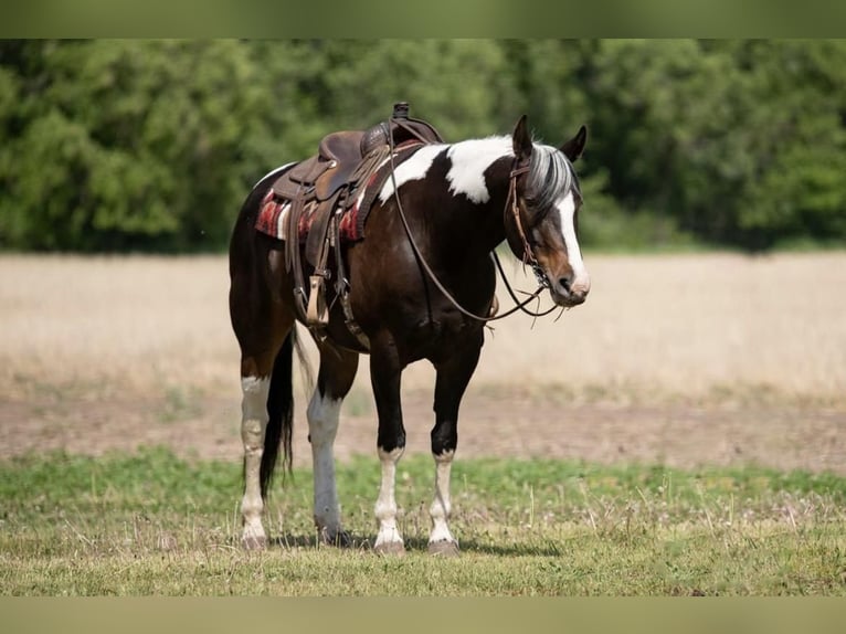 Paint Horse Gelding 8 years Pinto in Boyceville, WI