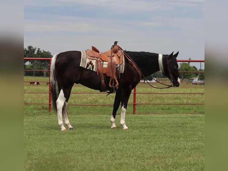 Paint Horse Gelding 8 years in Grand Saline, TX