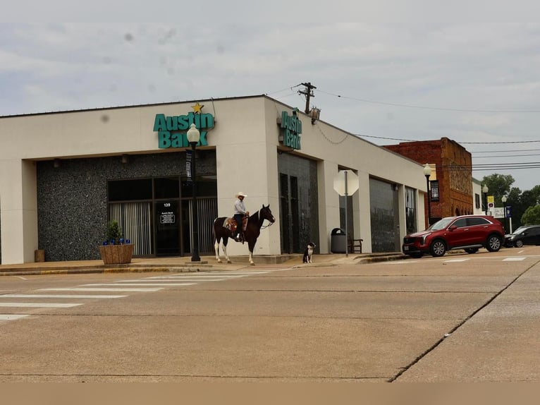 Paint Horse Gelding 8 years in Grand Saline, TX