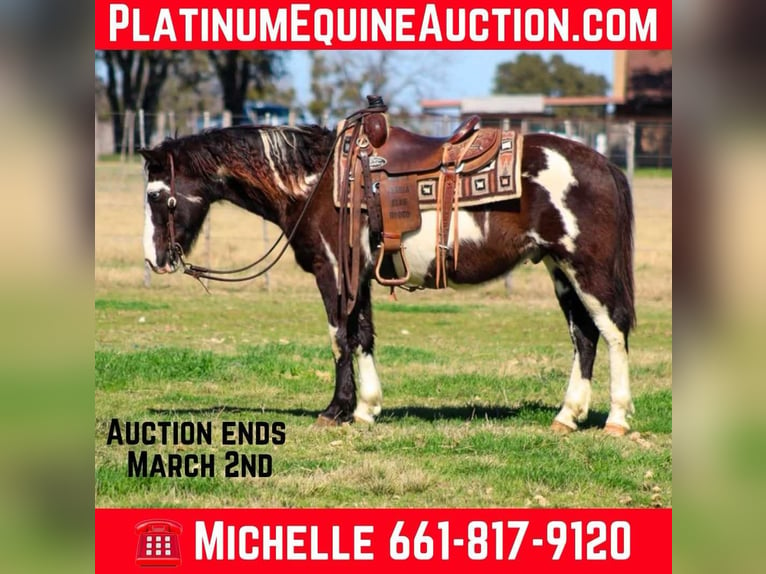 Paint Horse Gelding 9 years 13,2 hh Overo-all-colors in Stephenville Tx