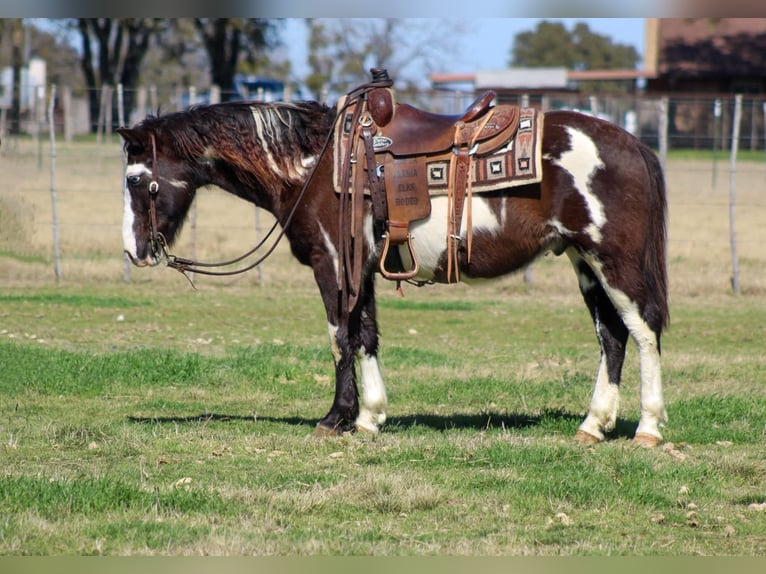 Paint Horse Gelding 9 years 13,2 hh Overo-all-colors in Stephenville Tx