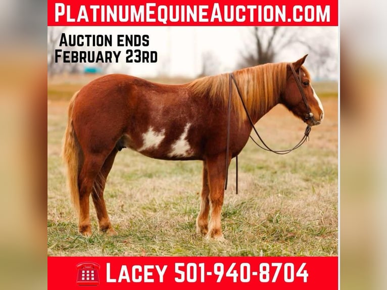 Paint Horse Gelding 9 years 14,1 hh Overo-all-colors in Quitman AR